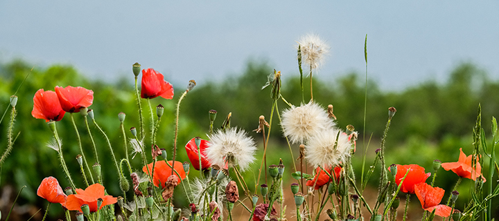 La biodiversidad es una de las claves del emtorno de los viñedos de Ontañón Familia <br />
La biodiversidad es una de las claves del emtorno de los viñedos de Ontañón Familia<br />