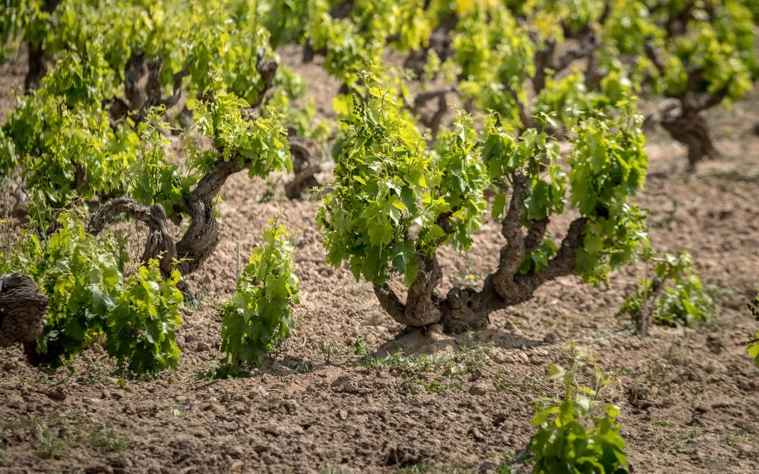 La historia de la garnacha en Quel: la primera documentada en Rioja