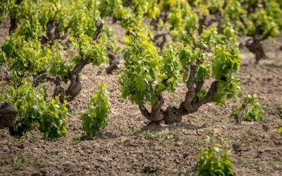 La historia de la garnacha en Quel: la primera documentada en Rioja