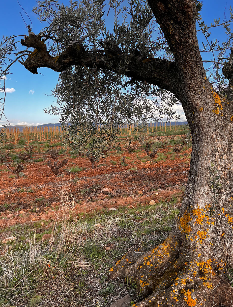 Garnachas queleñas antes de la brotación Garnachas queleñas antes de la brotación