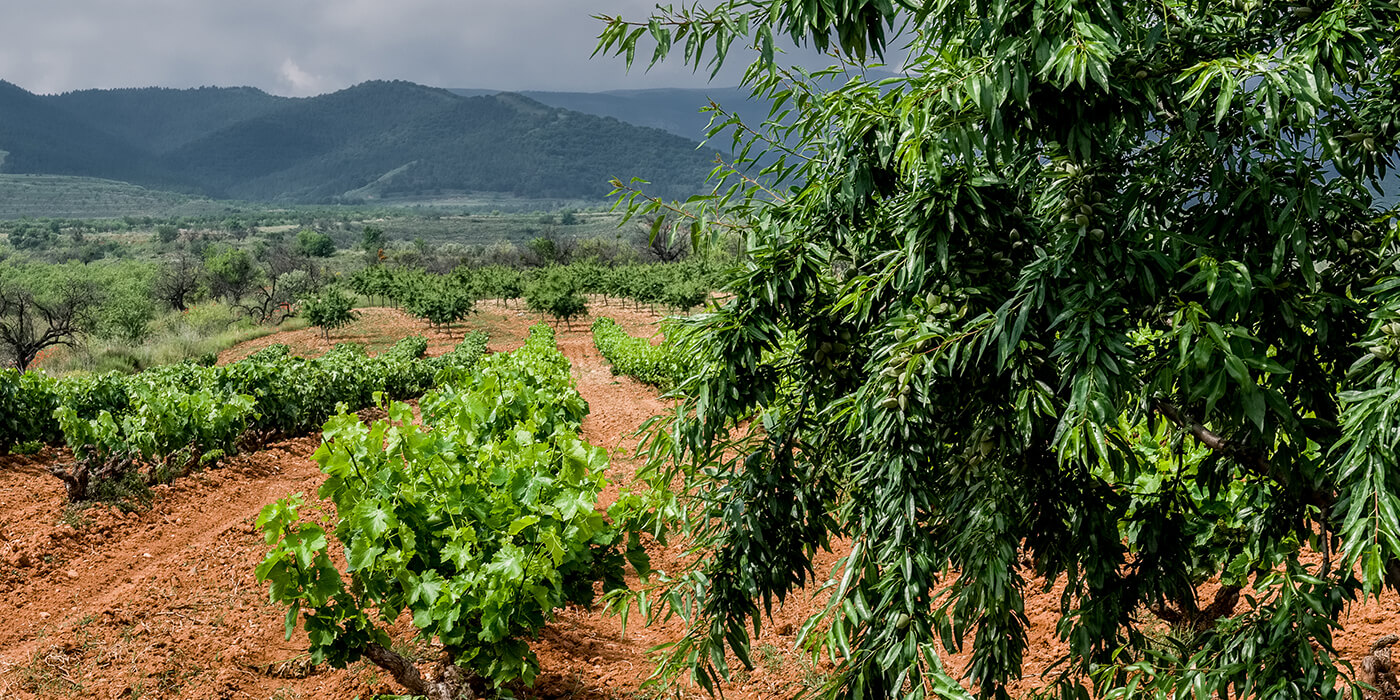 El bellísimo paisaje de nuestras garnachas. Al fondo la Sierra de Yerga El bellísimo paisaje de nuestras garnachas. Al fondo la Sierra de Yerga