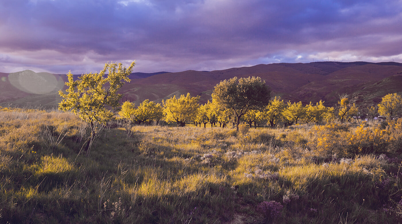 Los paisajes remotos de los viñedos de Quel Los paisajes remotos de los viñedos de Quel
