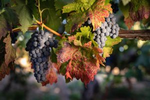 Garnachas riojanas de Ontañón Familia.