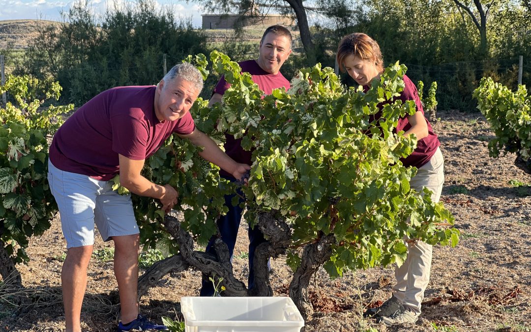 La vendimia 2025 de Ontañón Familia: de la adversidad climática a vinos de culto
