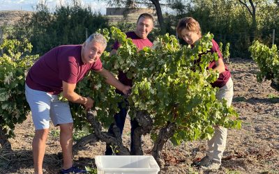 La vendimia 2025 de Ontañón Familia: de la adversidad climática a vinos de culto