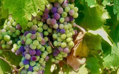 El envero: el momento mágico de la vid en Rioja Oriental (reportaje en TVE)
